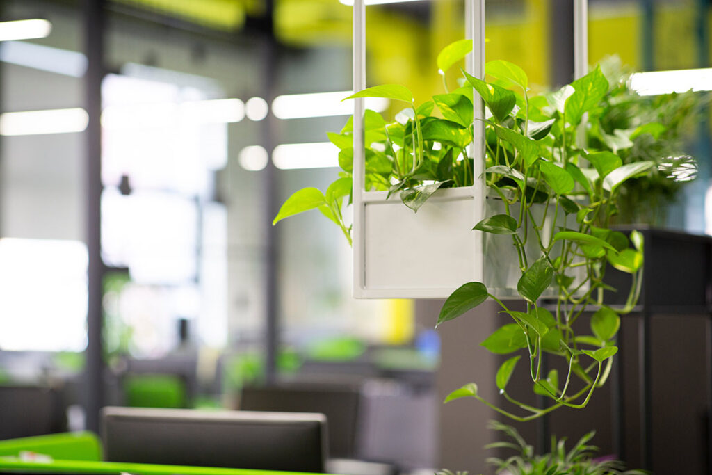 Indoor Plant